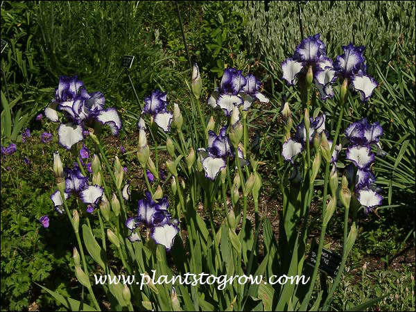 Iris Creative Stitch Tall Bearded Iris
mostly white with plicata edges of violet/blue, 35",  (Schreiner '84)